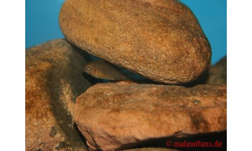 Pseudotropheus polit